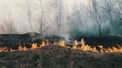 Fire in the Forest, Burning Dry Grass, Trees, Bushes, Flame and Smoke, Wildfires Stock Footage 152115749