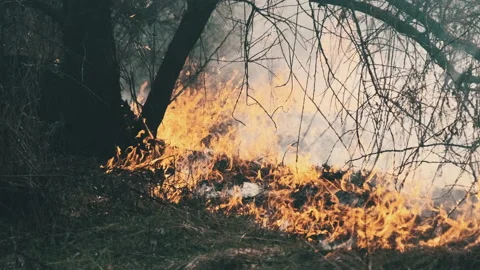 Fire in the Forest, Burning Dry Grass, Trees, Bushes, Flame and Smoke, Wildfires Stock Footage 152173699