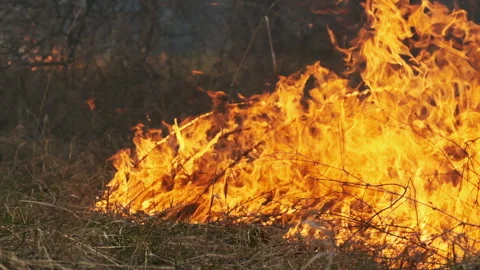 Fire in the Forest, Burning Dry Grass, Trees, Bushes, Flame and Smoke, Wildfires Stock Footage 152276016