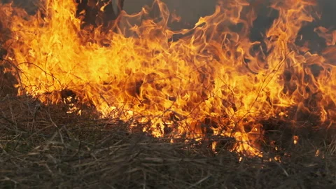Fire in the Forest, Burning Dry Grass, Trees, Bushes, Flame and Smoke, Wildfires Stock Footage 152377401