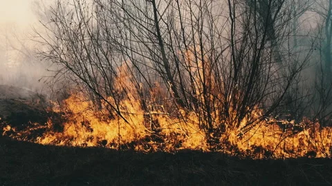 Fire in the Forest, Burning Dry Grass, Trees, Bushes, Flame and Smoke, Wildfires Stock Footage 152493644