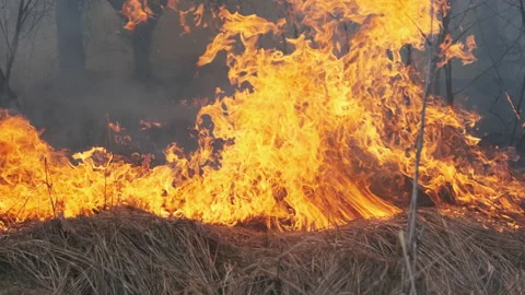 Fire in the Forest, Burning Dry Grass, Trees, Bushes, Flame and Smoke, Wildfires Stock Footage 152542409