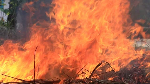 Fire in the forest, burning grass Stock Footage 37810111