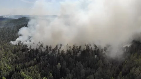 Fire in the forest, burning trees and grass. Natural fires in Russia Video stock 139929184