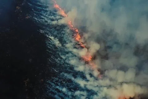 Fire in the forest, burning trees and grass. Natural fires Foto stock