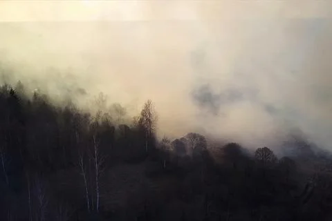 Fire in the forest, burning trees and grass. Natural fires Stock Photos