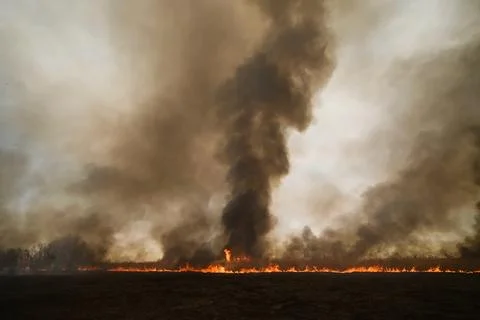 Fire in the forest, burning trees and grass. Natural fires Stock Photos
