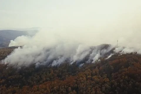 Fire in the forest, burning trees and grass. Natural fires Stock Photos