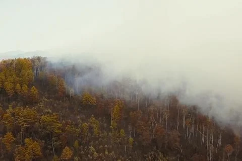 Fire in the forest, burning trees and grass. Natural fires Stock Photos