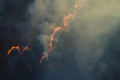 Fire in the forest, burning trees and grass. Natural fires Foto stock