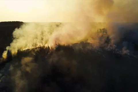 Fire in the forest, burning trees and grass. Natural fires Stock Photos