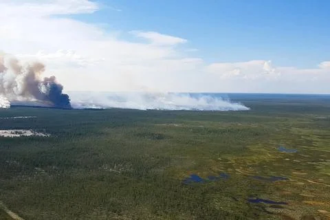 Fire in the forest, burning trees and grass. Natural fires Stock Photos