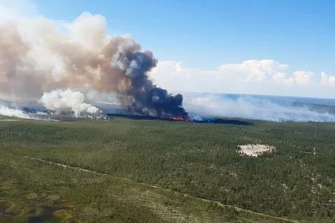 Fire in the forest, burning trees and grass. Natural fires Stock Photos