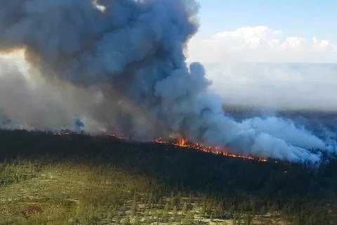 Fire in the forest, burning trees and grass. Natural fires Foto stock