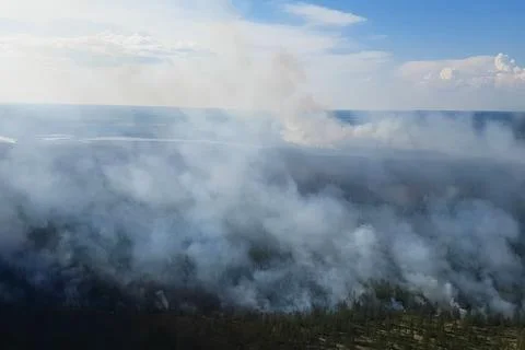 Fire in the forest, burning trees and grass. Natural fires Foto stock
