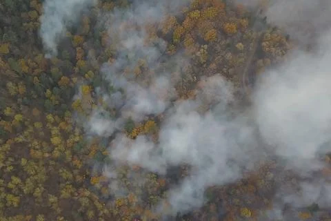 Fire in the forest, burning trees and grass. Natural fires Stock Photos