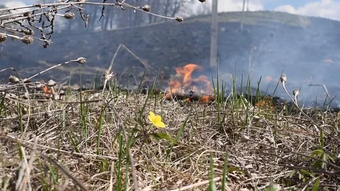 Fire in the forest burns yellow flower all in smoke Stock Footage 89397681