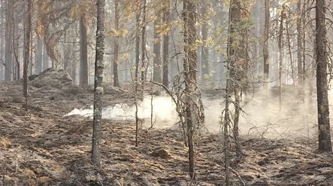 Fire in the forest, burnt trees, smoke Video stock 41663492