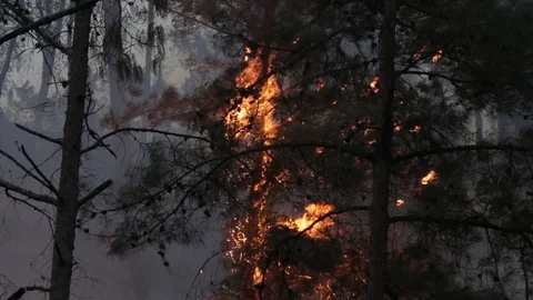 Fire at forest c Vídeo Stock 92073291