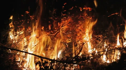 Fire in the forest dry branches Stock Footage 68201717