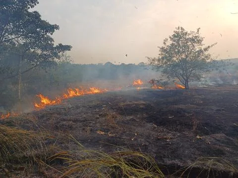 Fire in the forest. fire in the jungle. Stock Photos