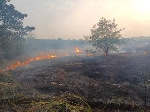 Fire in the forest. fire in the jungle. Stock Photos