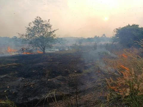 Fire in the forest. fire in the jungle. Stock Photos
