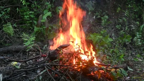 Fire in the forest. Fireplace at night. Video stock 282561005