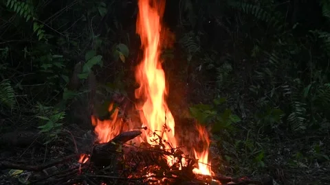 Fire in the forest. Fireplace at night. Stock Footage 282561018