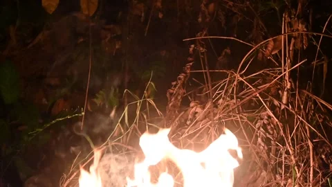 Fire in the forest. Fireplace at night. Video stock 300069147