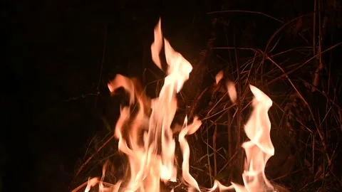 Fire in the forest. Fireplace at night. Stock Footage 300069341