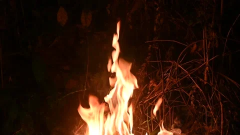 Fire in the forest. Fireplace at night. Stock Footage 300069598