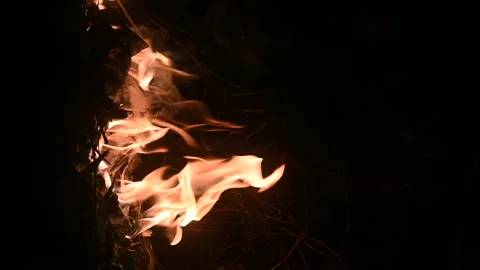 Fire in the forest. Fireplace at night. Stock Footage 300097878