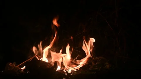 Fire in the forest. Fireplace at night. Stock Footage 300097881