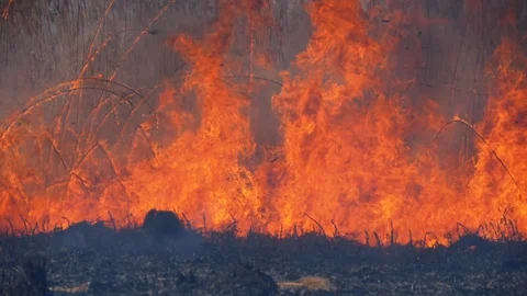 Fire in the Forest. Flame from Burning Dry Grass, Trees and Reeds. Slow Motion Stock Footage 128402881