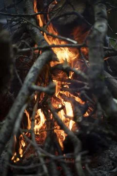 Fire in forest. Flame is yellow. Burning of dry branches. 写真素材