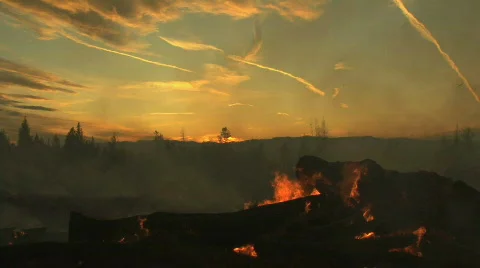 Fire in Forest Stock Footage 711329