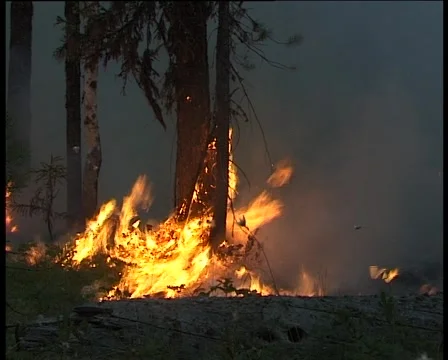Fire in the forest Stock Footage 1051928