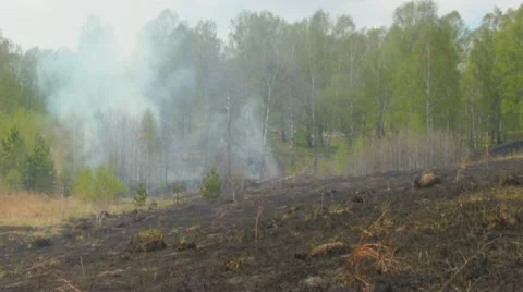 Fire in forest 스톡 동영상 11855887