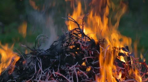 Fire in the forest Stock Footage 48944597