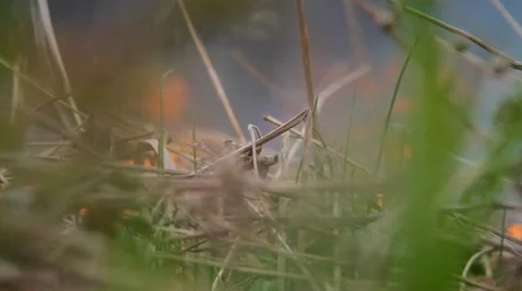 Fire in the forest Stock Footage 50447601