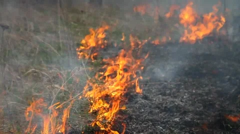 Fire in the forest Stock Footage 50447635