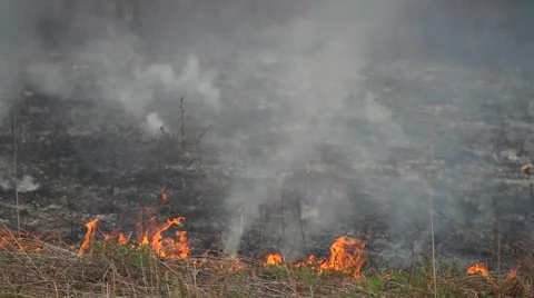 Fire in the forest Stock Footage 50448135