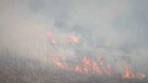 Fire in the forest Stock Footage 50448180