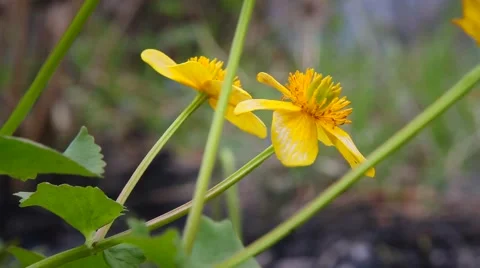 Fire in the forest Stock Footage 50448213