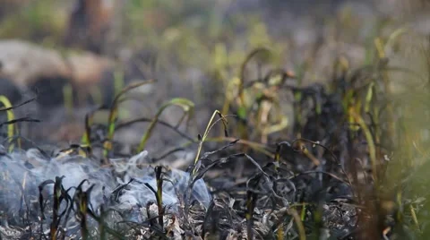 Fire in the forest Stock Footage 50448218