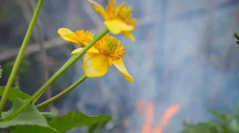 Fire in the forest Stock Footage 50448241