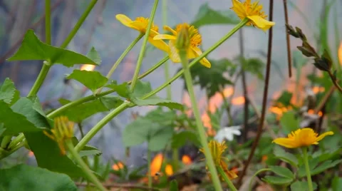 Fire in the forest Stock Footage 50448250