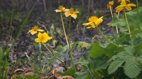 Fire in the forest Stock Footage 50448267