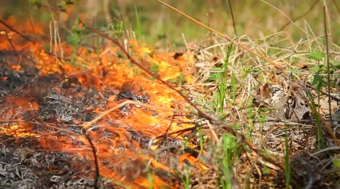 Fire in the forest Stock Footage 50448544